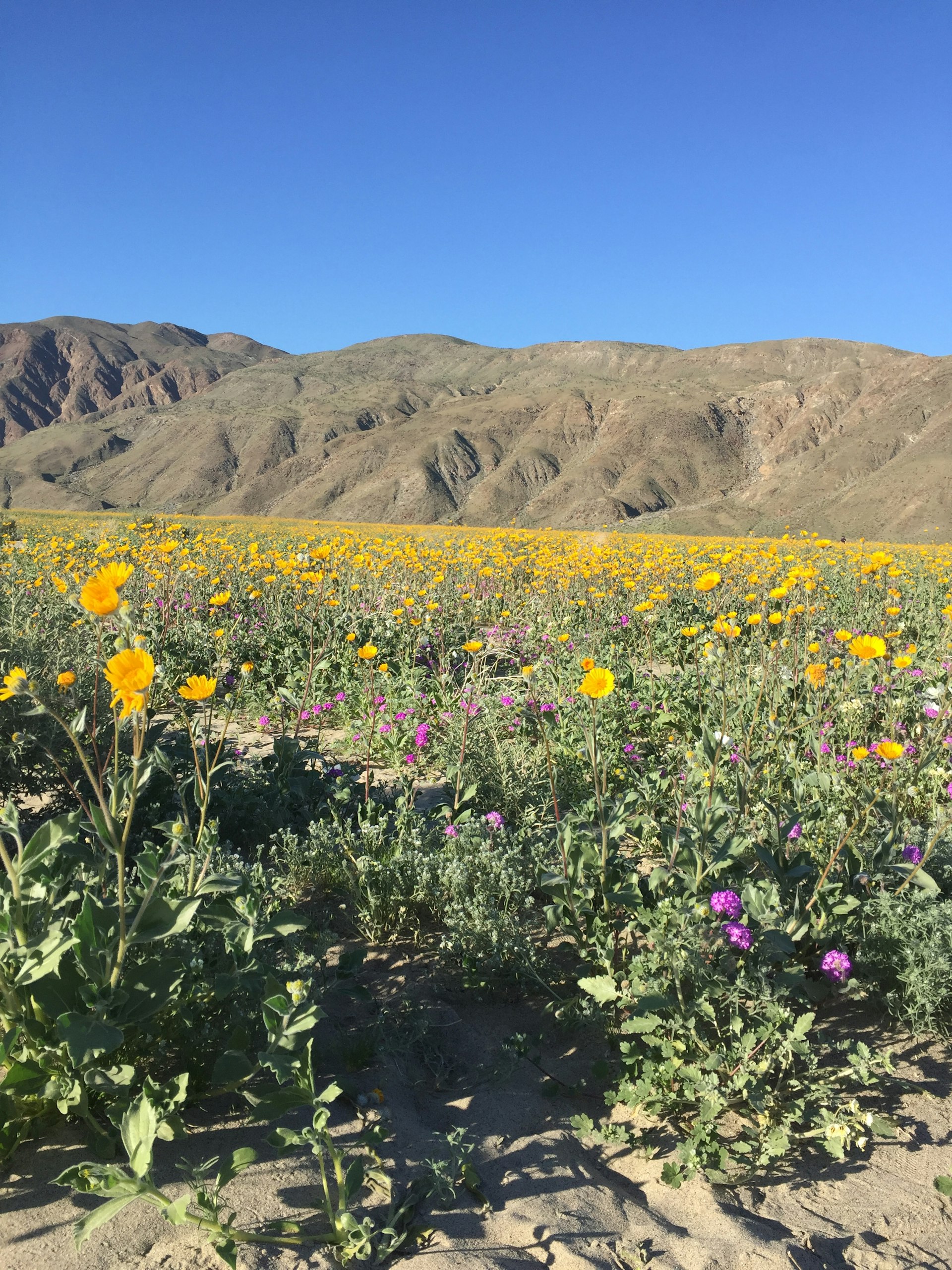 Anza-Borrego Desert Wildflower Bloom 2027