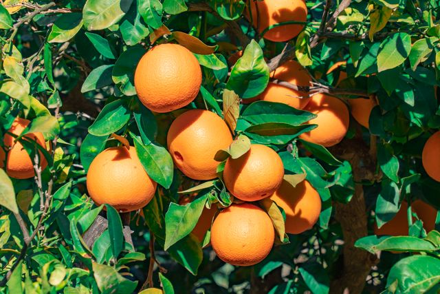 California Citrus State Historic Park