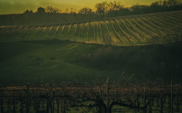 Temecula wine country