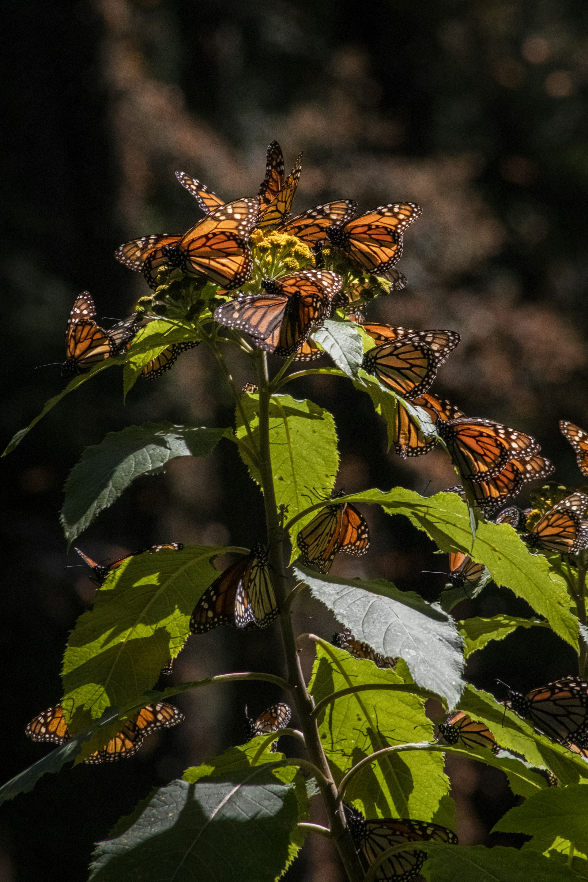 Monarch Butterfly Grove — Pismo Beach 2026