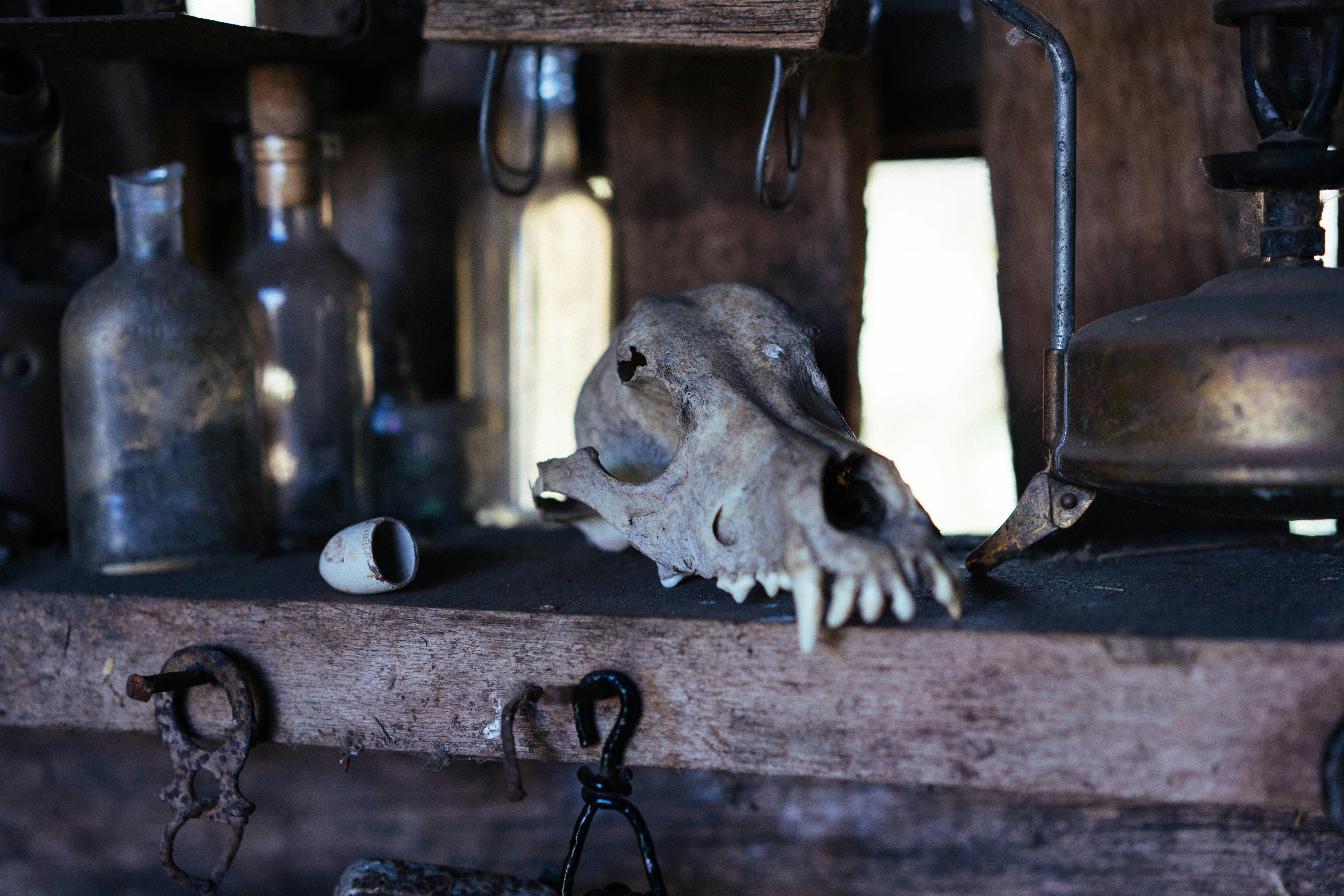 Oddities & Curiosities Expo — San Diego 2026