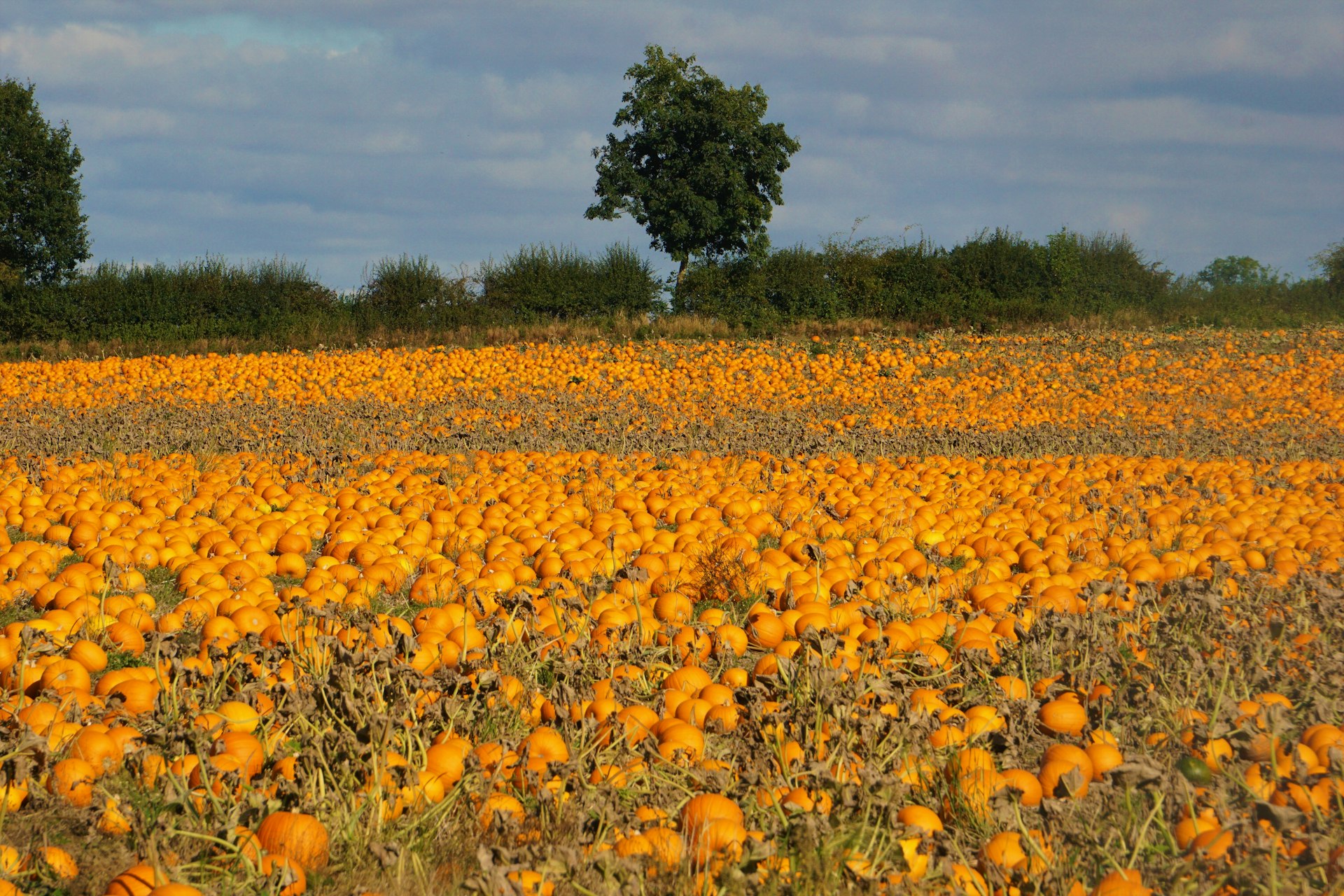 Bates Nut Farm Pumpkin Patch 2026