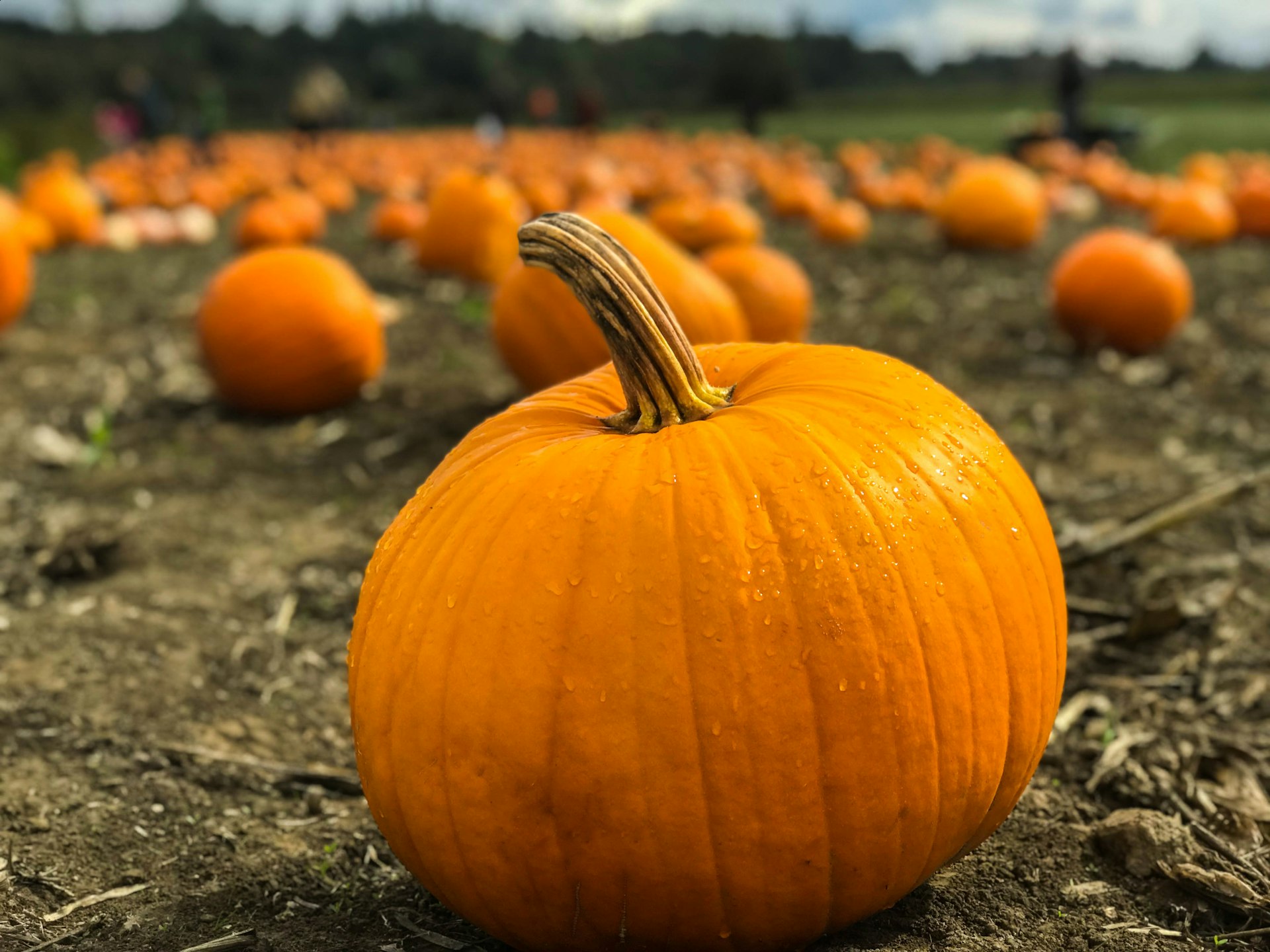 Live Oak Canyon Pumpkin Patch & Fall Festival 2026 — Redlands