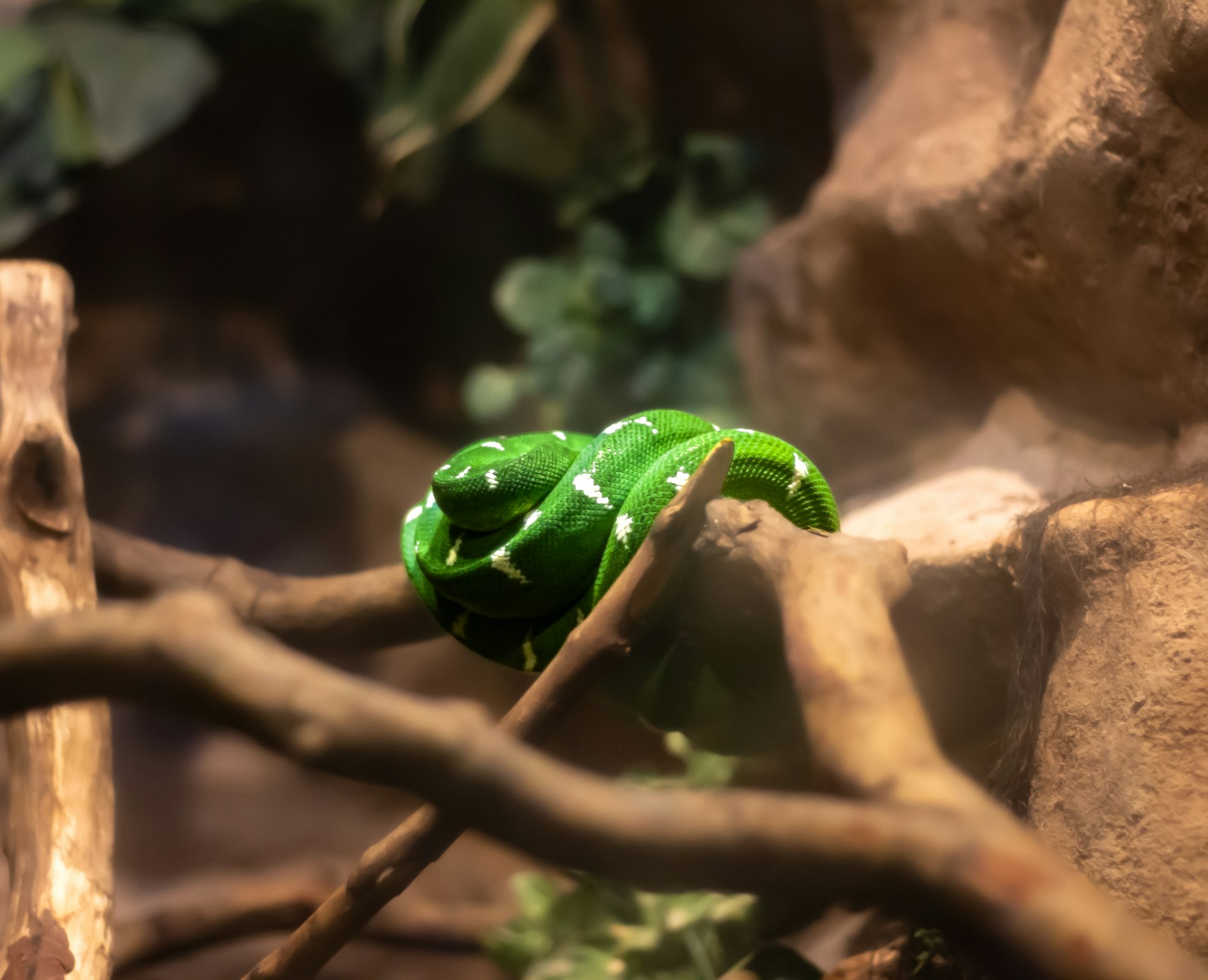 Reptile Super Show