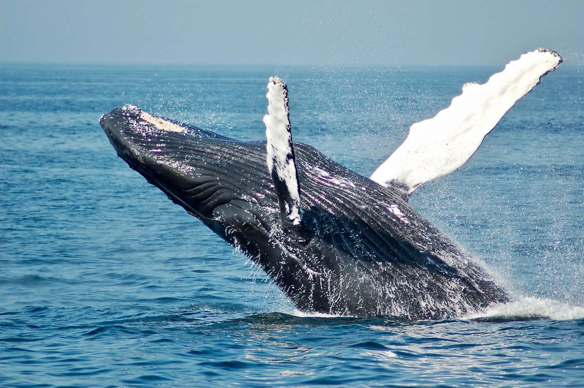 Gray Whale Migration â€” Dana Point Whale Watching 2027
