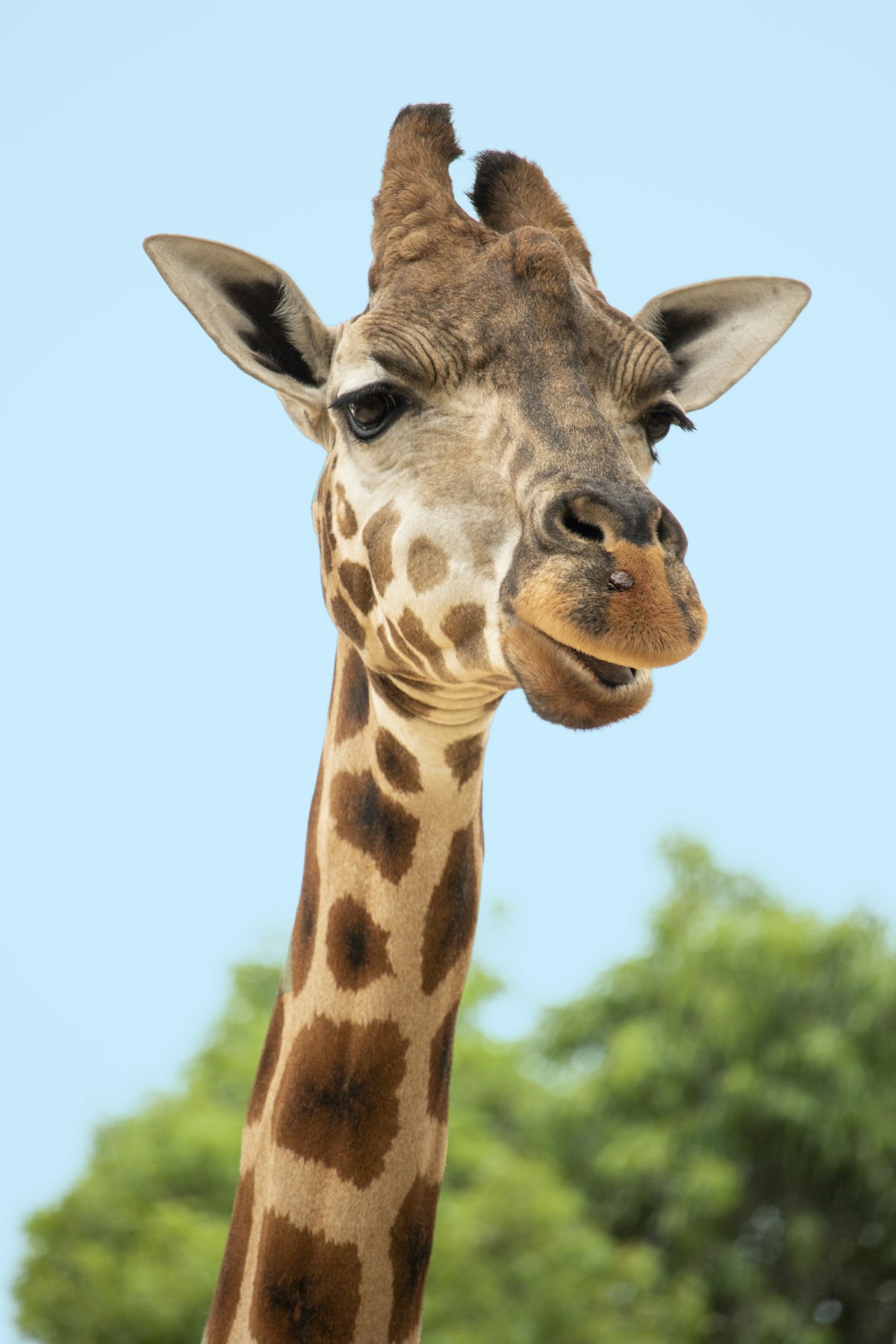 Nighttime Zoo 2026 …